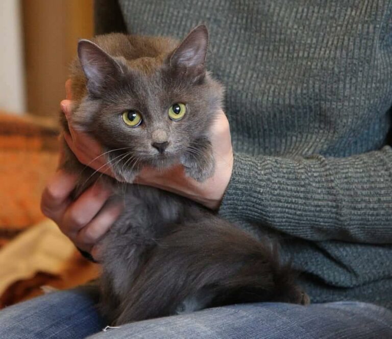 Sofia